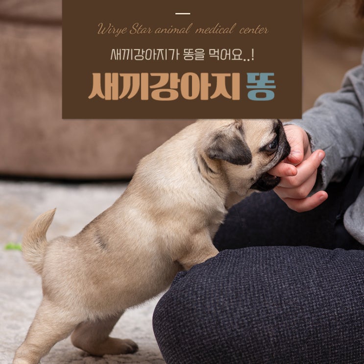  새끼강아지 똥먹음 이유와 보호자가 알아둬야 할 올바른 교정법