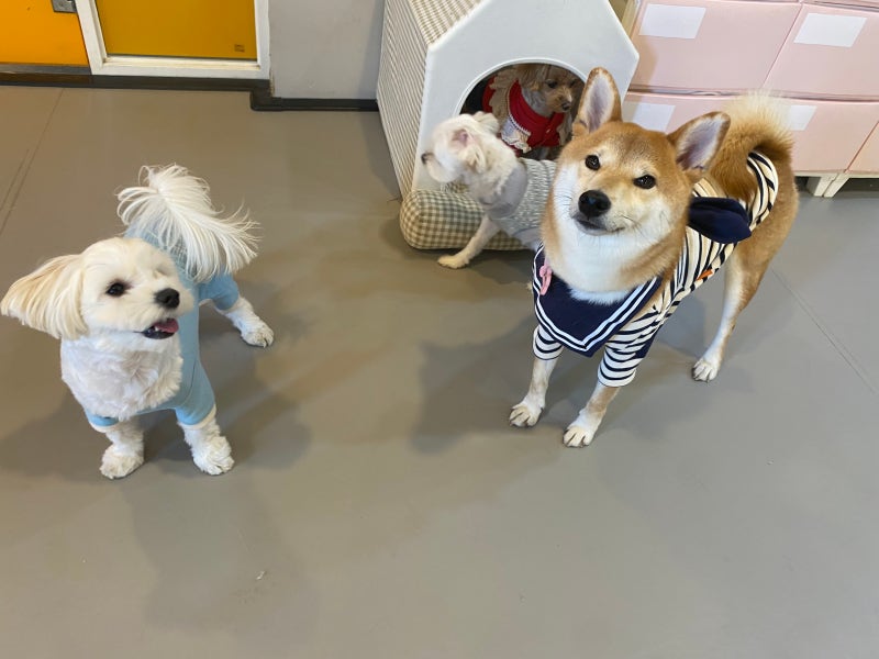 골드퍼피 애견유치원
