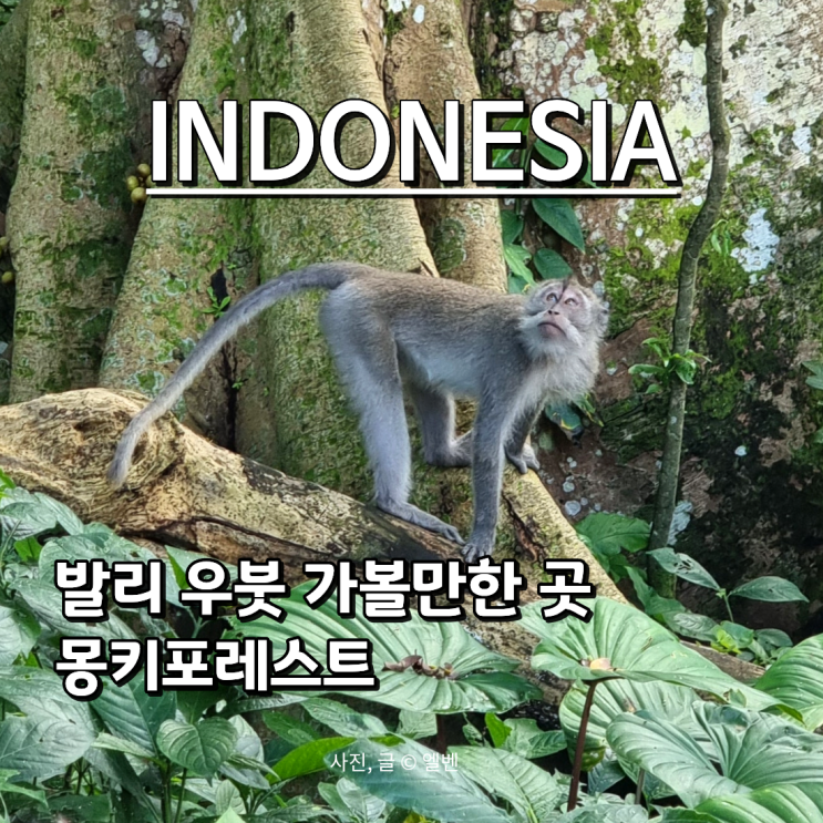  인도네시아여행 발리우붓 가볼만한곳 몽키포레스트 | 입장료·현장발권·관람팁 총정리