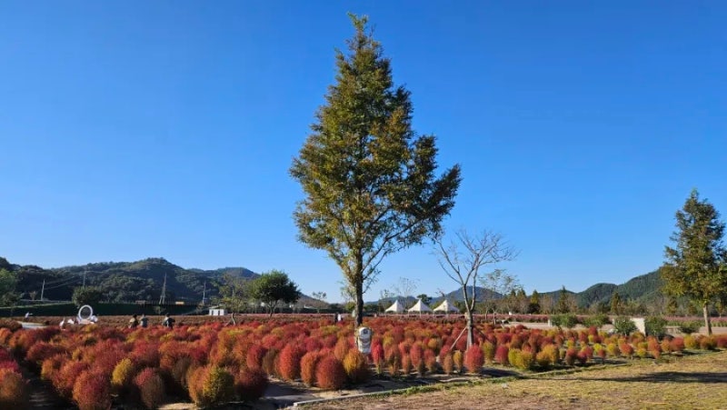 의령 가볼 만한 곳 2025 기강리치꽃축제 이후 호국의병의숲 천수공원 가을꽃 최근 개화 현황