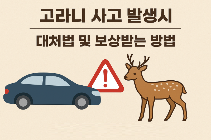 고라니 출동사고 보상방법과 대처법 알아보기[로드킬, 야생동물 충돌사고]