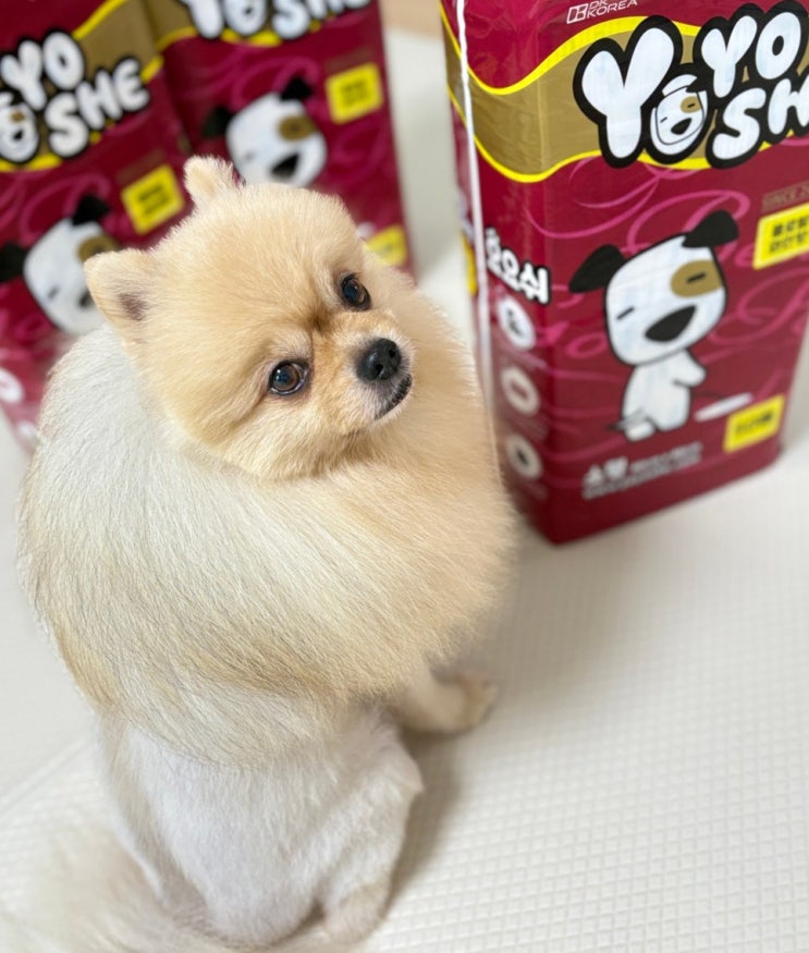  요요쉬 배변패드 소형 강아지 발도장없이 깔끔한 뒤처리?