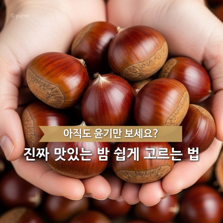  또 밤이 떫다고요? 시장 고수들의 단밤 고르는 법, 이대로만 따라 하세요