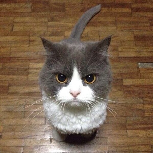 고양이 진정제 ,왜 필요할까요?