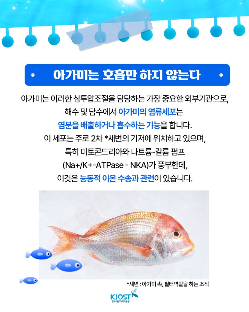 국립수산과학관 아쿠아리스트가 소개하는 이달의 물고기~!! [뭐?? 바다에 밤송이가??] 👉이달의 주인공은?? 동글동글 귀여운 가시복~  가시복은 복어목 가시복과의 바닷물고기로 꼬리자루를 제외한 온 몸에 비늘이 변형된 긴 가시로 덮여 있어요~!!🤔 배를 부풀리면 가시가  ..., image size:800x1000