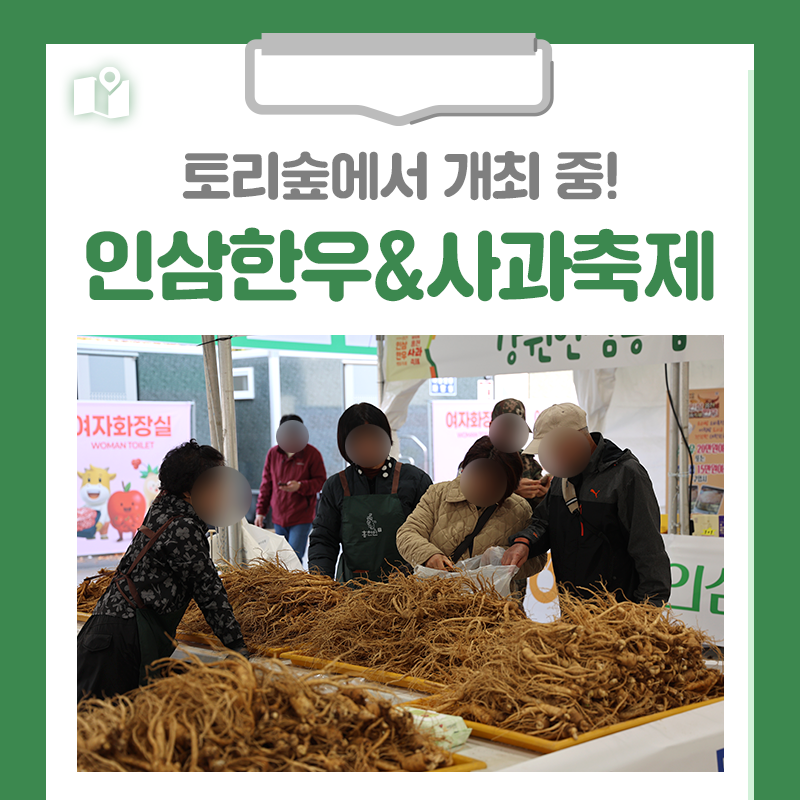 [홍천 가볼만한곳] 2025 홍천 가을축제 인삼한우&사과축제가 토리숲에서 개최 중입니다!