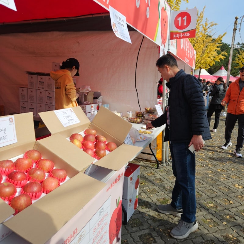 강원도여행 홍천 사과축제 다녀온 후기, 장소, 기간, 사과가격 구매후기 (2025년 10회차 )
