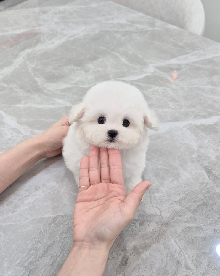  천안강아지분양 가족이 된 우리 아가, 우리집퍼피에서의 인연
