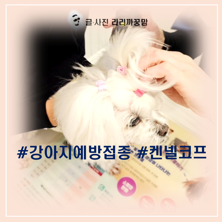 강아지 예방접종, 주사 없이 가능한 ‘경구용 켄넬코프’ 후기예요!