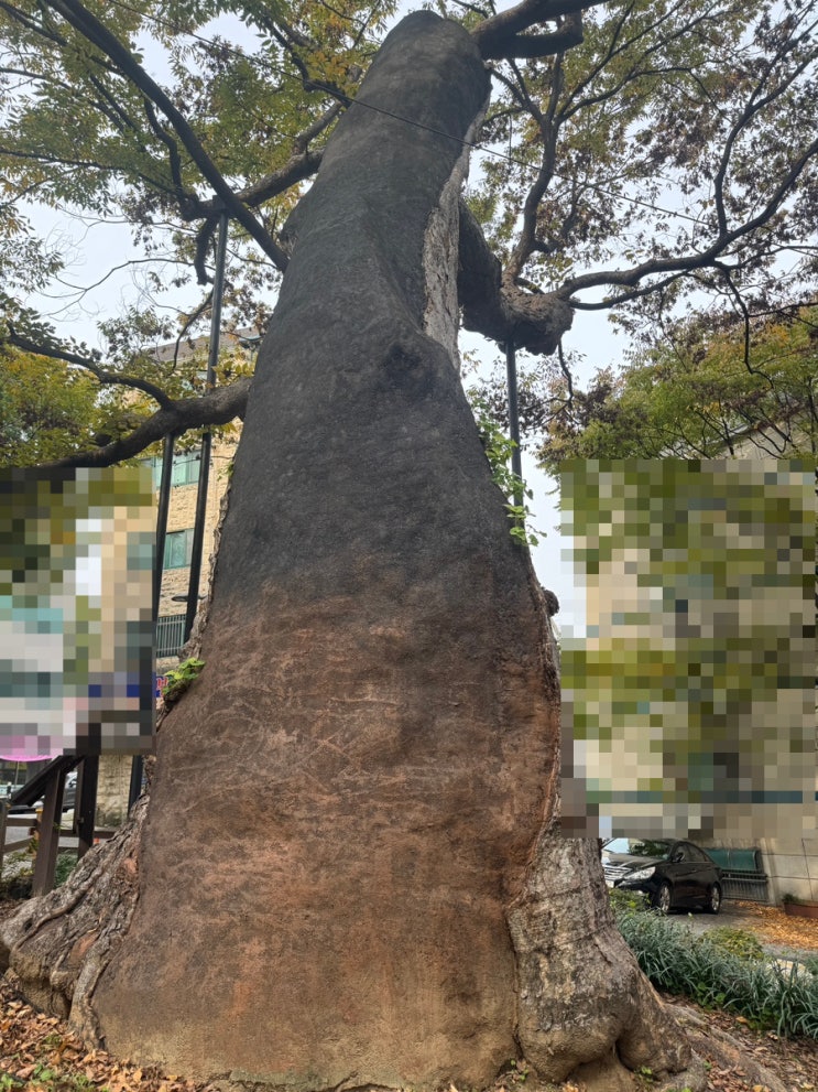  인천 연수구 선학동의 보물500년 세월을 담은 보호수 느티나무