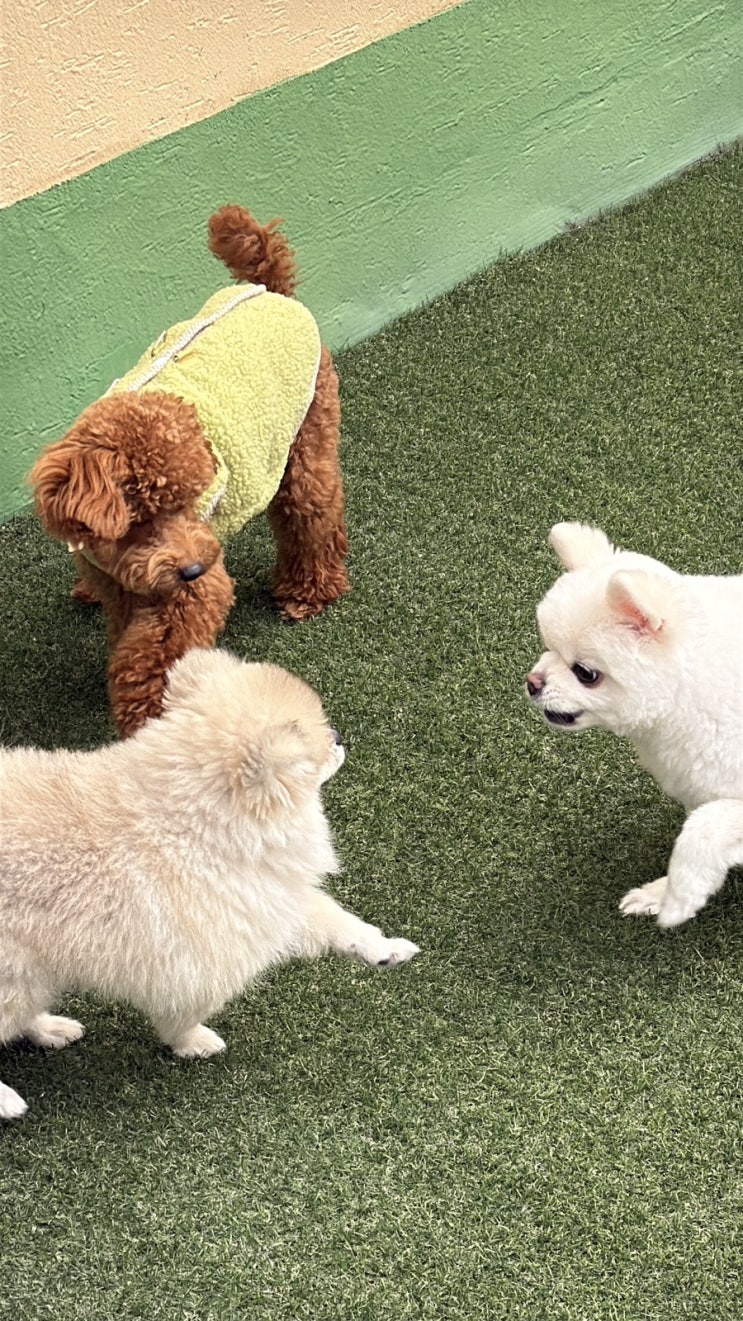  반려동물학과 고등학생, 미리 준비 방법?