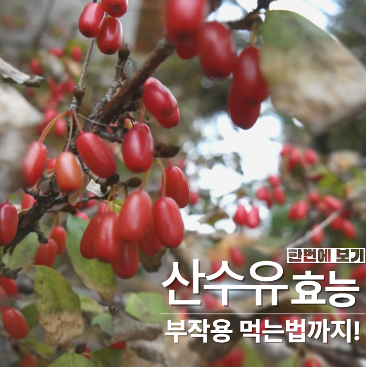  산수유 효능 부작용 먹는법 총정리!