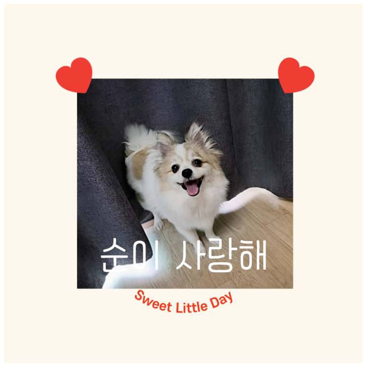   순이 근황과 명란알밥으로 채운 따뜻한 하루