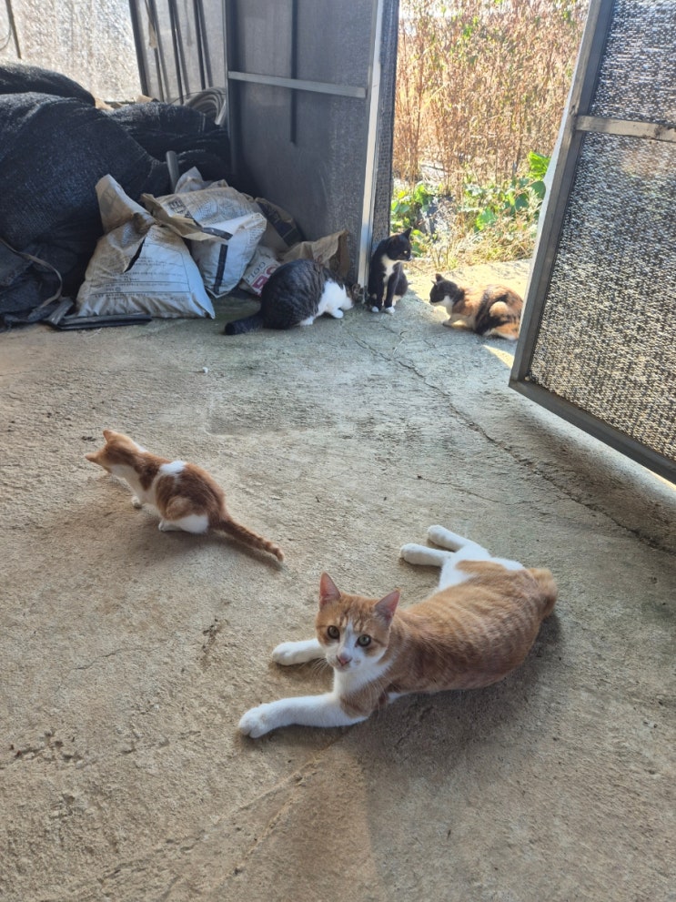  지리산 래나팜 농장냥이들, 오늘도 귀엽게 근무 중