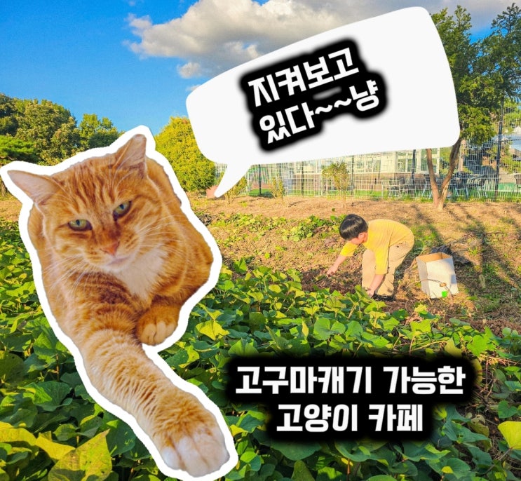  고양시 아이와 가볼만한곳 원당 고양이동산 고구마캐기