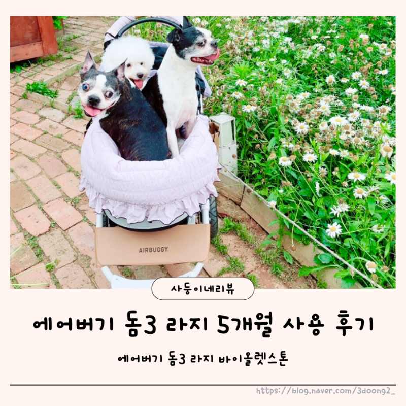 에어버기 돔3 라지 바이올렛스톤 5개월 사용 장단점 솔직 후기