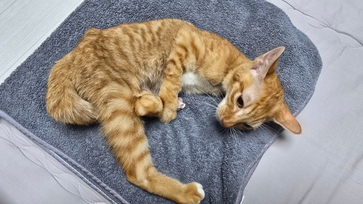  고양이 복막염 초기 증상, 늦기 전에 알아야 할 5가지