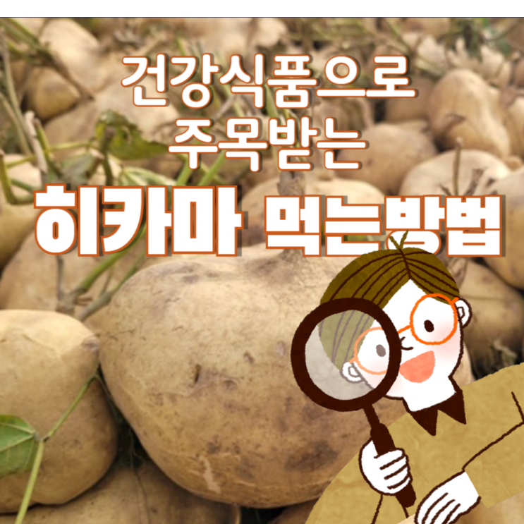  히카마-멕시코감자 혈당을 낮추는 천연 인슐린 당뇨에 좋은 이유 완벽 정리