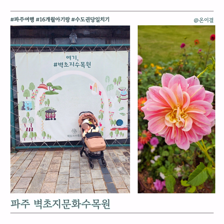  11월 국내여행지 벽초지수목원 국화축제 아기랑 갈만한 수도권 당일치기 가족여행