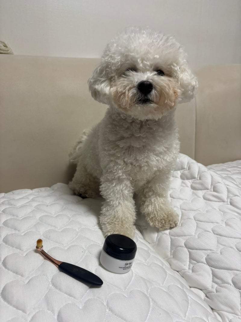 강아지 눈물자국관리 아이앤비 눈물파우더 눈물지우개 실제 사용 후기