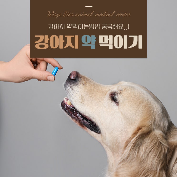  강아지 약먹이는방법 완벽 정리, 스트레스 없이 먹이는 꿀팁
