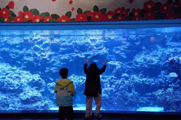  제주 아쿠아플라넷 할인, 제주 아쿠아리움 가격 싸게 예약하는법