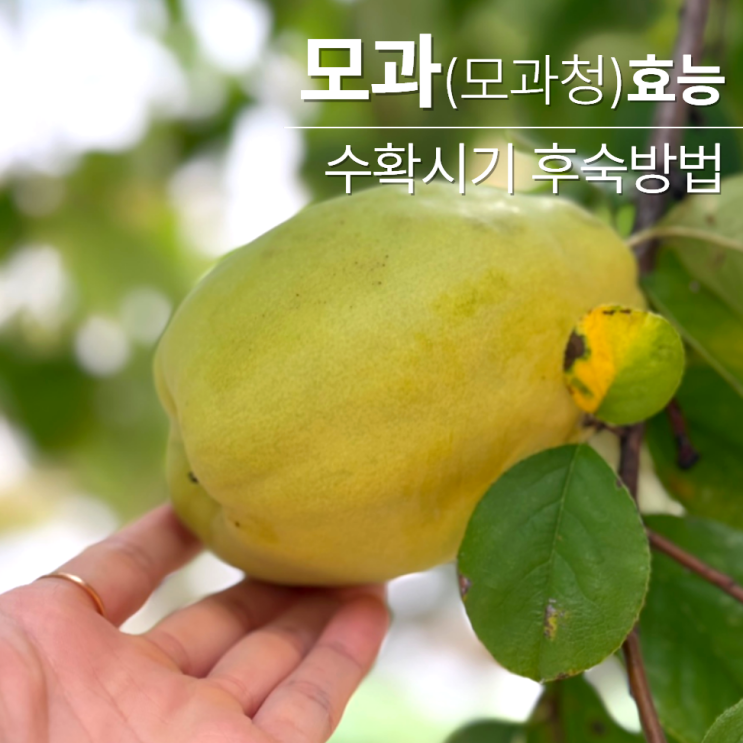  모과 수확시기 후숙 방법 먹는법 효능