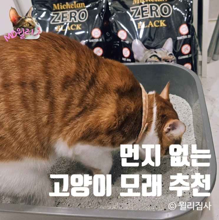  미켈란제로 벤토나이트 먼지 없는 고양이 모래 리얼 후기