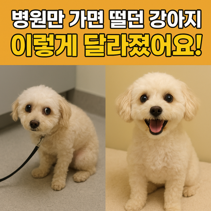   강아지 동물병원 훈련법 — 병원 싫어하는 아이, 이렇게 바꿔보세요!