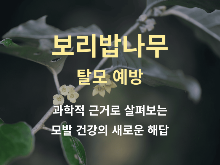  보리밥나무로 탈모 예방 가능할까? 두께·길이 머리숱 확인해 보니