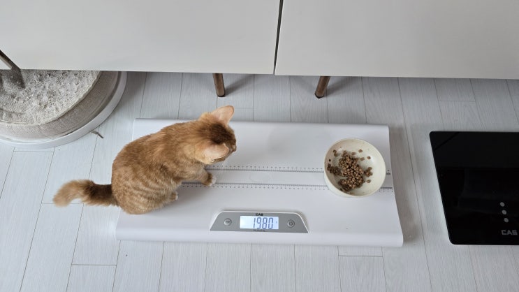  복막염 치료중 모카 - 고양이 체중 변화로 보는 건강 이상 신호