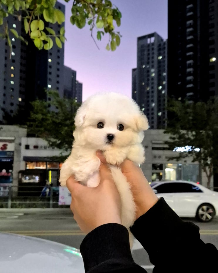  아산강아지분양 후기, 결혼 앞둔 우리 부부의 첫 가족
