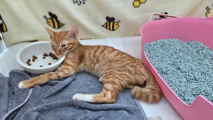  고양이 신경형 FIP 치료 중 행동 변화와 손길에 대한 반응 회복 기록