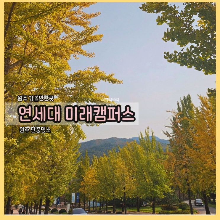  원주 가볼만한곳: 연세대학교 미래캠퍼스 은행나무길, 원주 가을의 황금빛 명소