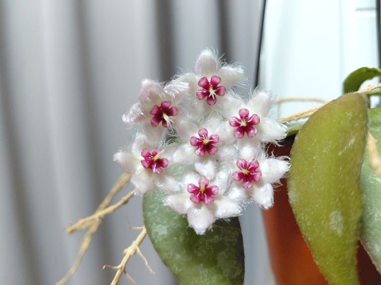  호야꽃 개화, 꽃이 잘 피는 호야 카우다타 수마트라(Hoya caudata sumatra)