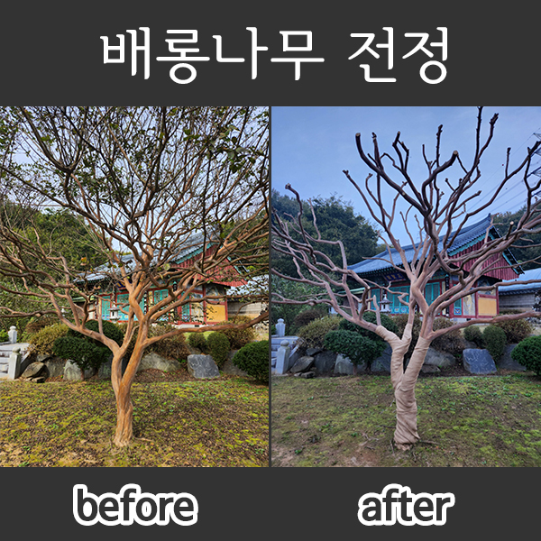  백일홍 가지치기 배롱나무 전정 두목작업