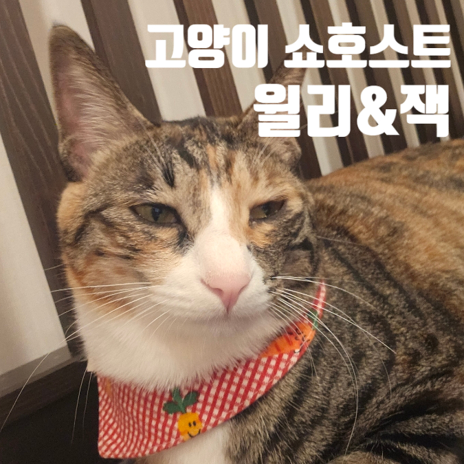  네이버 인플루언서 반려동물 부분 24시간 미만 광탈 후기