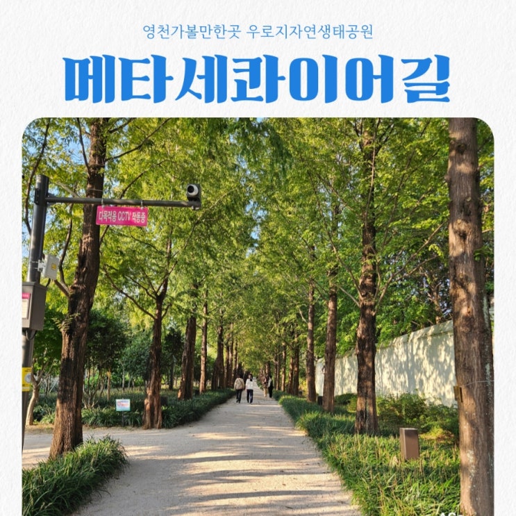  영천가볼만한곳 우로지자연생태공원 feat 영천 메타세콰이어길 뷰맛집