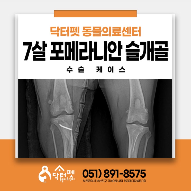  쇼파에서 뛰어내리다 깨갱! 7살 포메라니안 교정수술 후 회복과정 슬개골탈구 3기