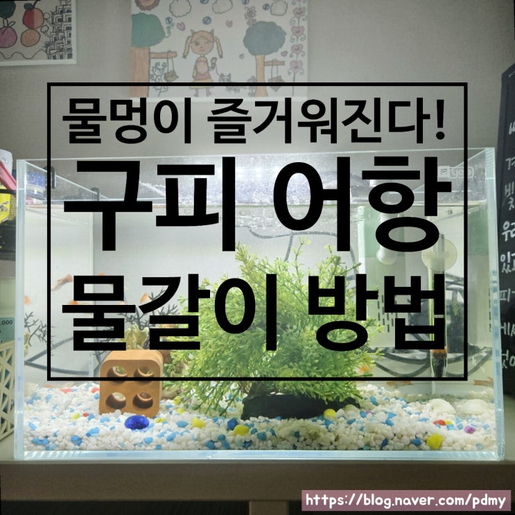  물멍이 즐거워진다! 구피 어항 물갈이 프로젝트 (사진+영상 가이드)