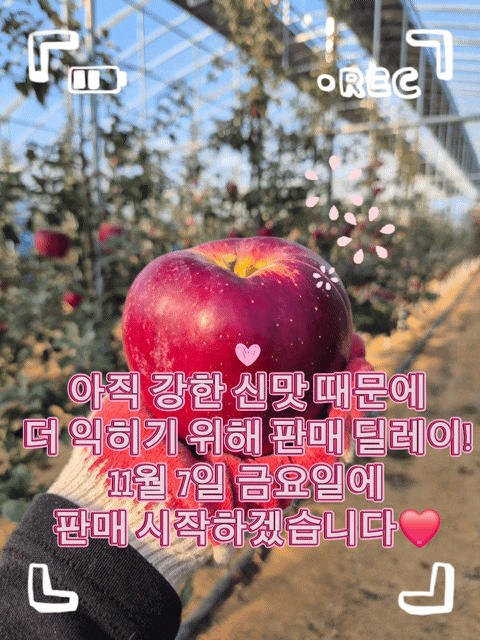  엔부사과 수확시기 & 판매일정 변경! 제일 맛있을 때 따고 싶어요 
