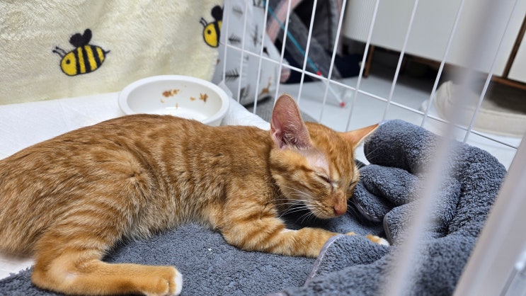  고양이 FIP 치료 오늘까지 58일, 비용과 주의사항 총정리
