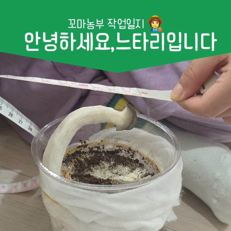 느타리버섯 키우기 꿀팁 죽다 살아난 집에서 키우는 버섯키트