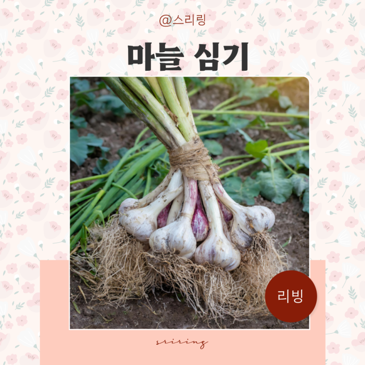  마늘 심는시기 파종 수확 캐는 시기 키우기 가이드