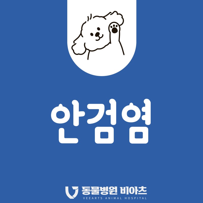 "강아지 눈꺼풀 염증, 면역매개성 안검염 치료 사례"