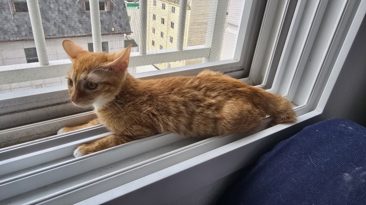  고양이 복막염 치료과정 감정 기복과 집사의 멘탈 관리법