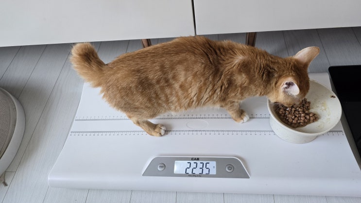  집사 입장에서 배우는 FIP 치료 경험과 건강 기록 습관