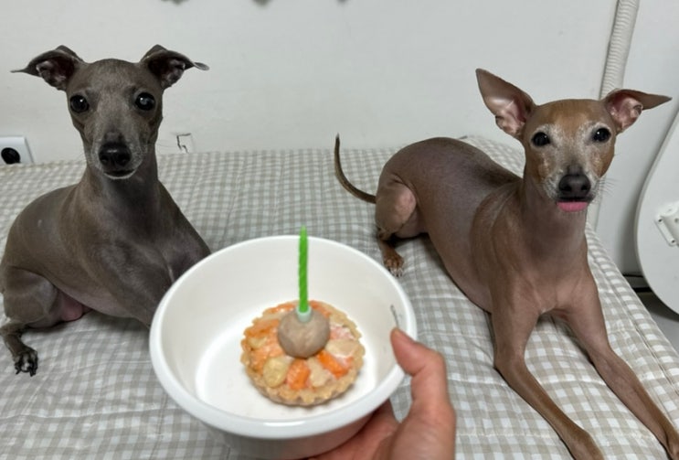  강아지 케이크까지 챙기는 센스! [멍냥이수라간 육해공 미니마약타르트 + 촉촉 치킨 저키] 후기