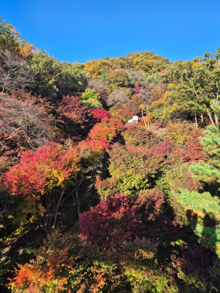  가을 명소 화담숲 예약 방법, 실시간 후기(25.11.1일 기준)