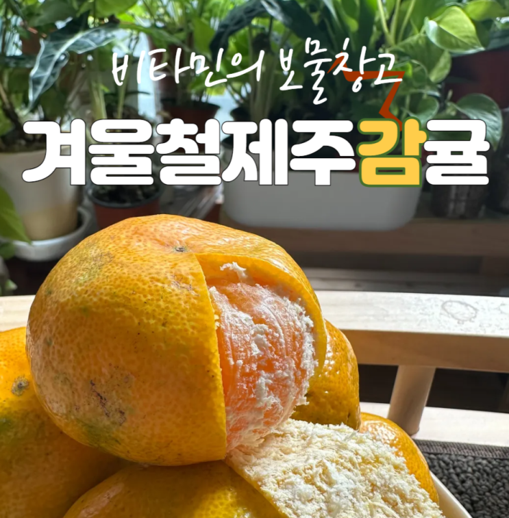  비타민보물창고 겨울철 귤 하루 5개먹으면 생기는 놀라운 변화와 귤보관방법